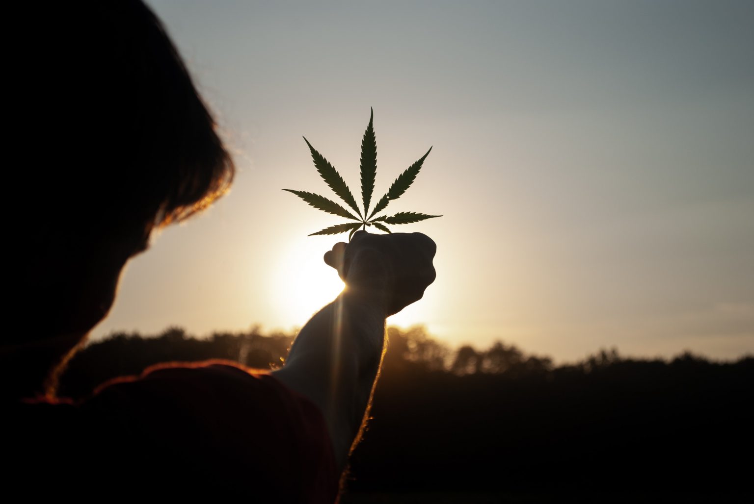 A Budding Industry: The Role of Cannabis in Tourism